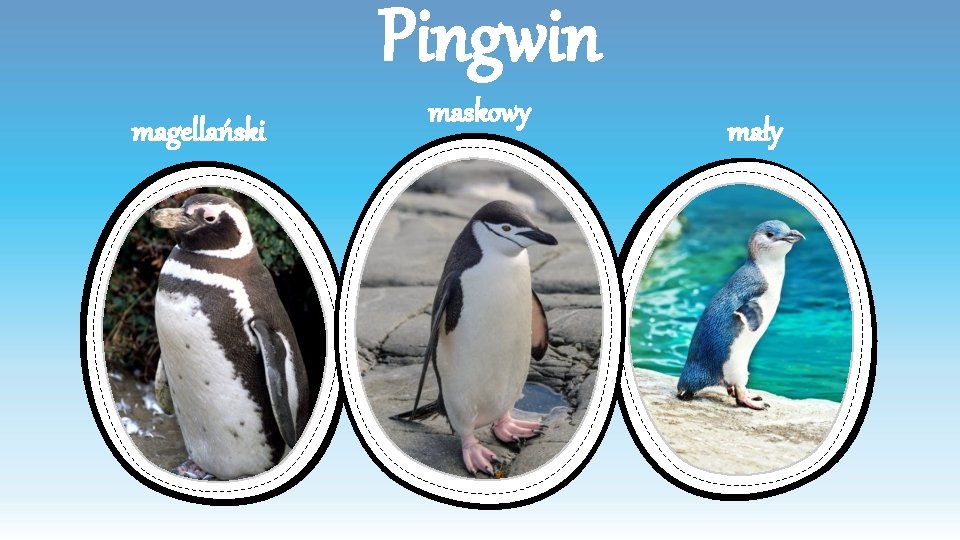 Pingwin magellański maskowy mały 