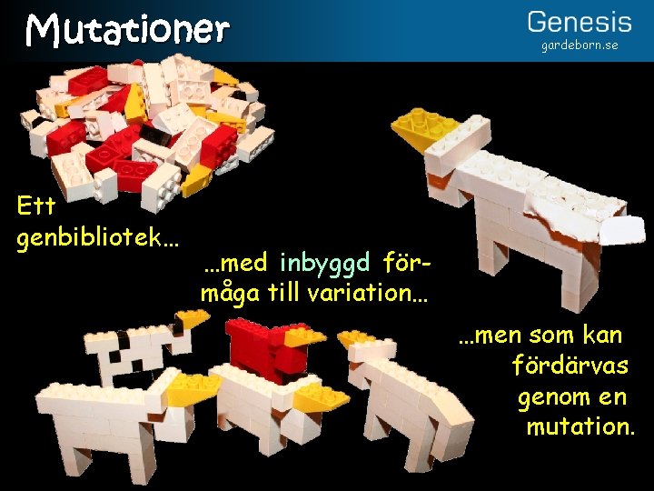 Mutationer Ett genbibliotek… gardeborn. se …med inbyggd förmåga till variation… …men som kan fördärvas