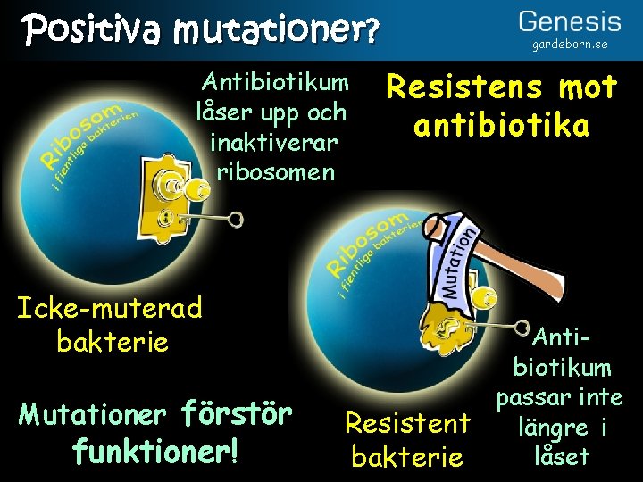 Positiva mutationer? Antibiotikum låser upp och inaktiverar ribosomen Icke-muterad bakterie Mutationer förstör funktioner! gardeborn.