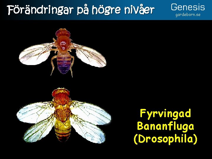 Förändringar på högre nivåer gardeborn. se Fyrvingad Bananfluga (Drosophila) 