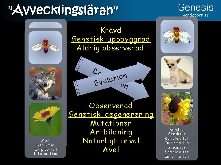 "Avvecklingsläran" gardeborn. se Krävd Genetisk uppbyggnad Aldrig observerad De vol ion uutt i o