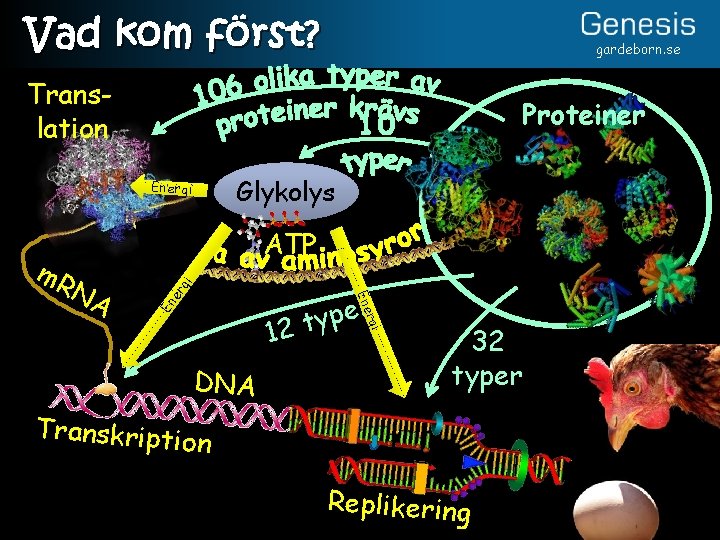 Vad kom först? gardeborn. se Translation Proteiner Glykolys Energi gi er r e p