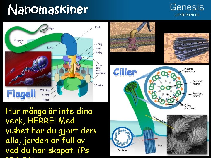 Nanomaskiner gardeborn. se Cilier Flagell Hur många är inte dina verk, HERRE! Med vishet