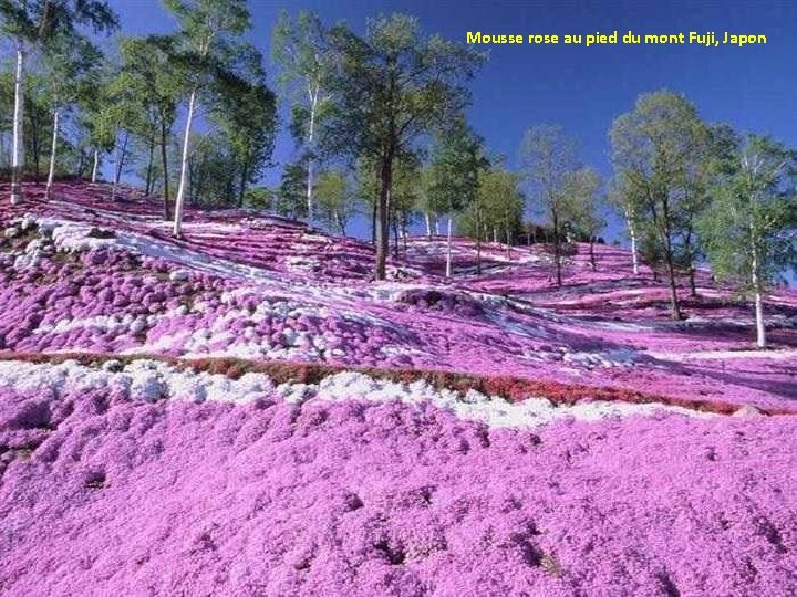 Mousse rose au pied du mont Fuji, Japon 