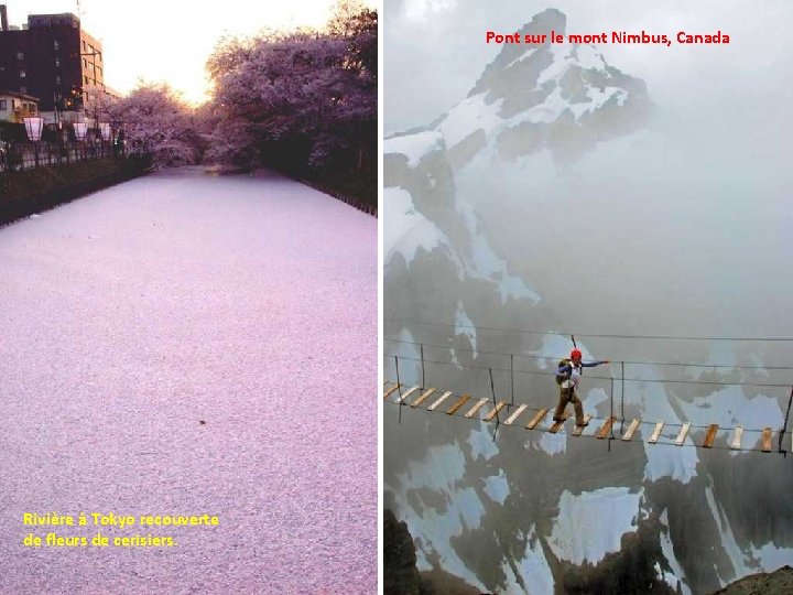 Pont sur le mont Nimbus, Canada Rivière à Tokyo recouverte de fleurs de cerisiers.