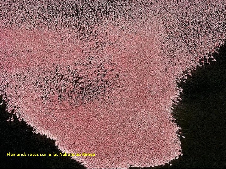 Flamands roses sur le lac Nakuru au Kenya 