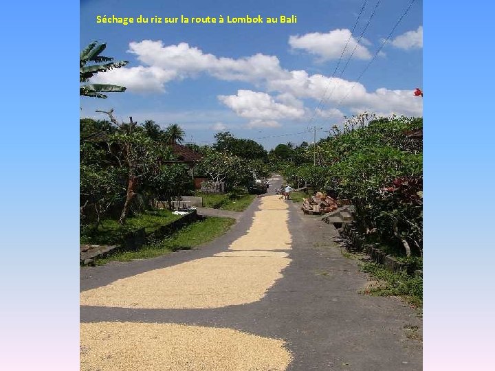 Séchage du riz sur la route à Lombok au Bali 