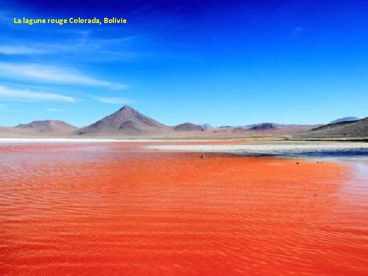 La lagune rouge Colorada, Bolivie 