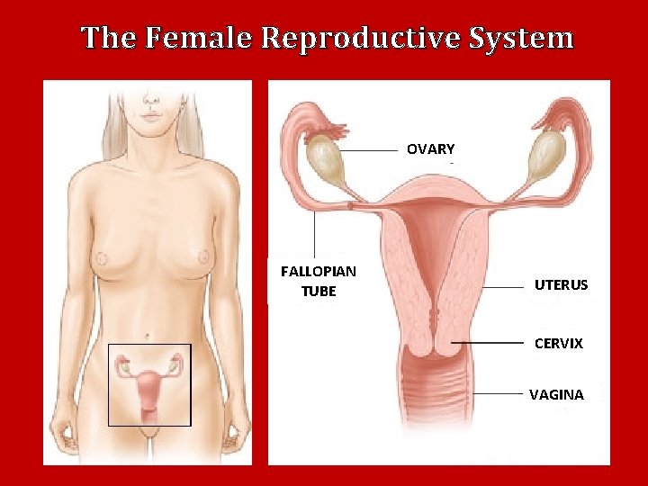 The Female Reproductive System OVARY FALLOPIAN TUBE UTERUS CERVIX VAGINA 