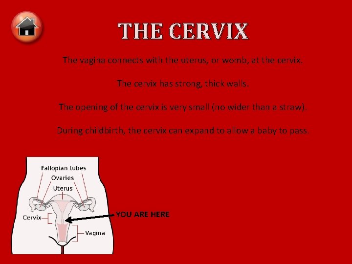 THE CERVIX The vagina connects with the uterus, or womb, at the cervix. The