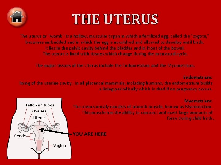 THE UTERUS The uterus or "womb" is a hollow, muscular organ in which a
