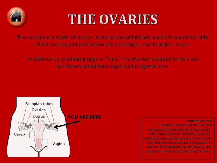 THE OVARIES The ovaries are a pair of oval or almond-shaped glands which lie
