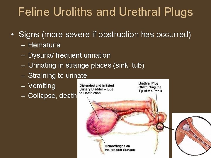 Feline Uroliths and Urethral Plugs • Signs (more severe if obstruction has occurred) –