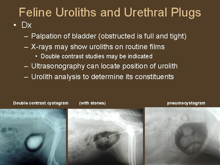 Feline Uroliths and Urethral Plugs • Dx – Palpation of bladder (obstructed is full