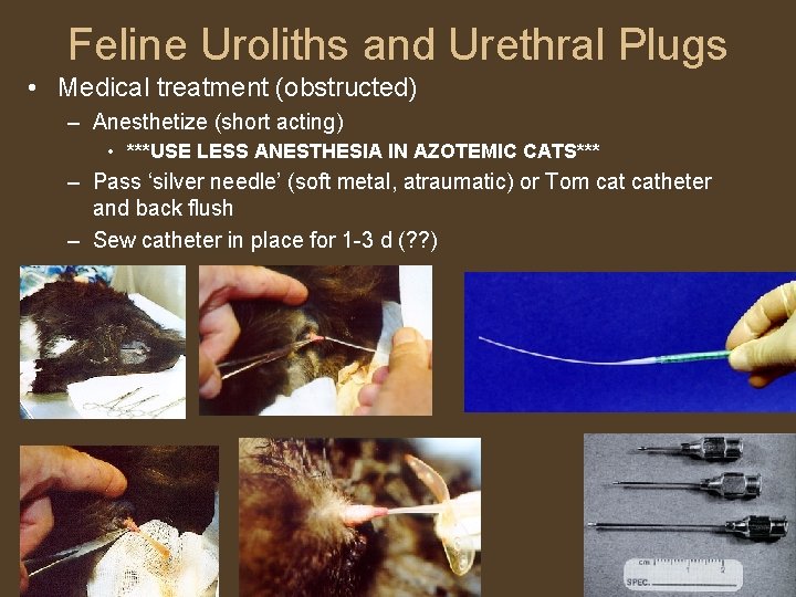 Feline Uroliths and Urethral Plugs • Medical treatment (obstructed) – Anesthetize (short acting) •