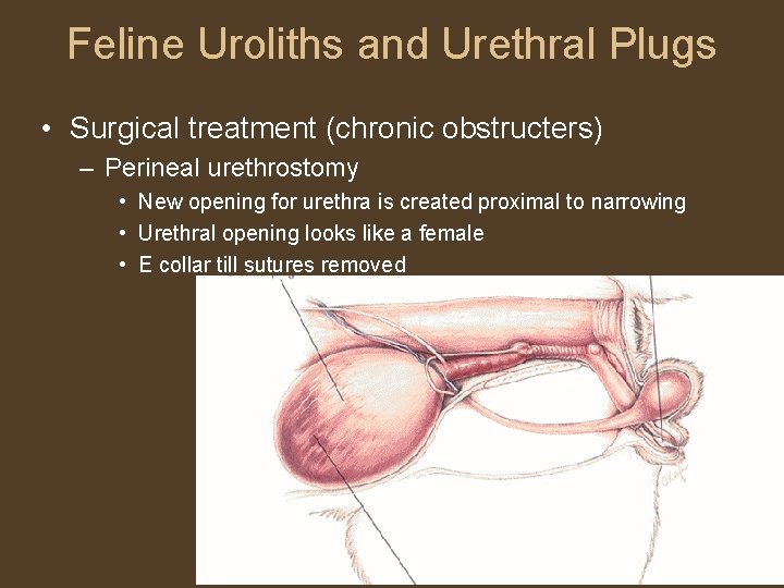 Feline Uroliths and Urethral Plugs • Surgical treatment (chronic obstructers) – Perineal urethrostomy •