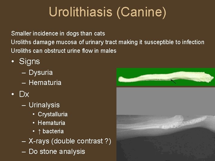 Urolithiasis (Canine) Smaller incidence in dogs than cats Uroliths damage mucosa of urinary tract