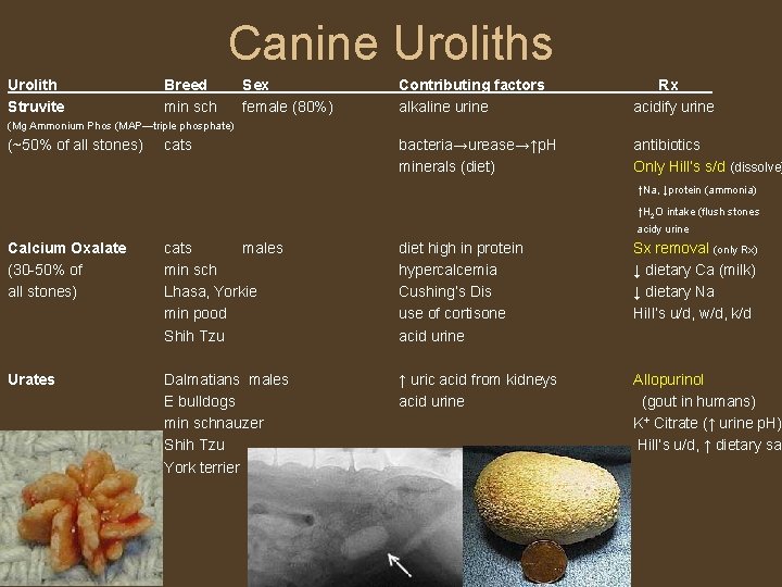 Canine Uroliths Urolith Struvite Breed min sch Sex female (80%) Contributing factors alkaline urine