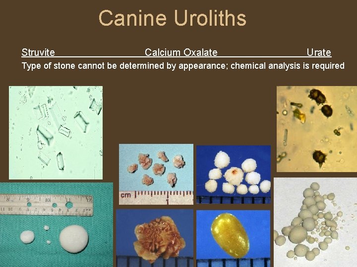 Canine Uroliths Struvite Calcium Oxalate Urate Type of stone cannot be determined by appearance;