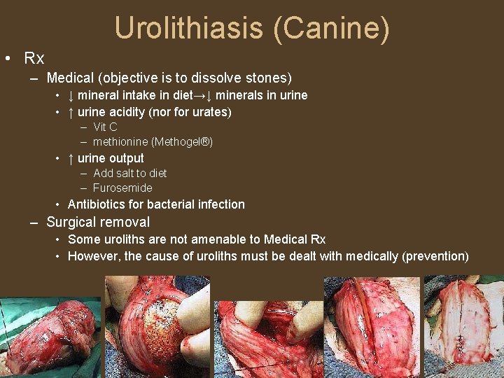 Urolithiasis (Canine) • Rx – Medical (objective is to dissolve stones) • ↓ mineral