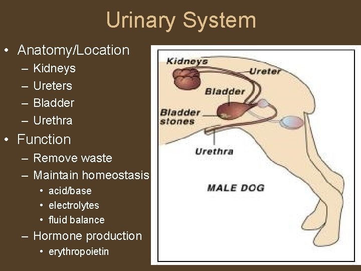 Urinary System • Anatomy/Location – – Kidneys Ureters Bladder Urethra • Function – Remove