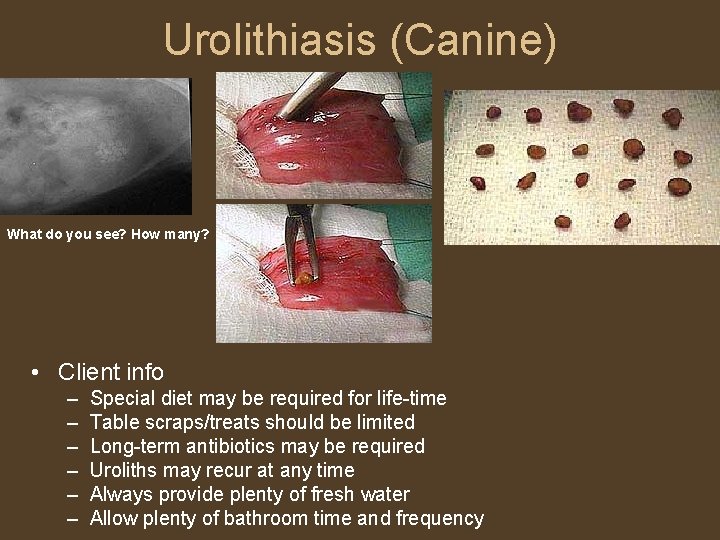 Urolithiasis (Canine) What do you see? How many? • Client info – – –