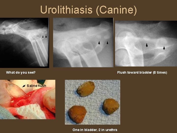 Urolithiasis (Canine) What do you see? Flush toward bladder (8 times) Saline flush One