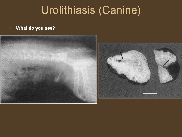 Urolithiasis (Canine) • What do you see? 