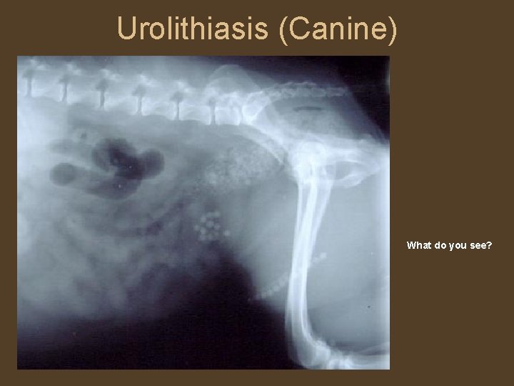 Urolithiasis (Canine) What do you see? 