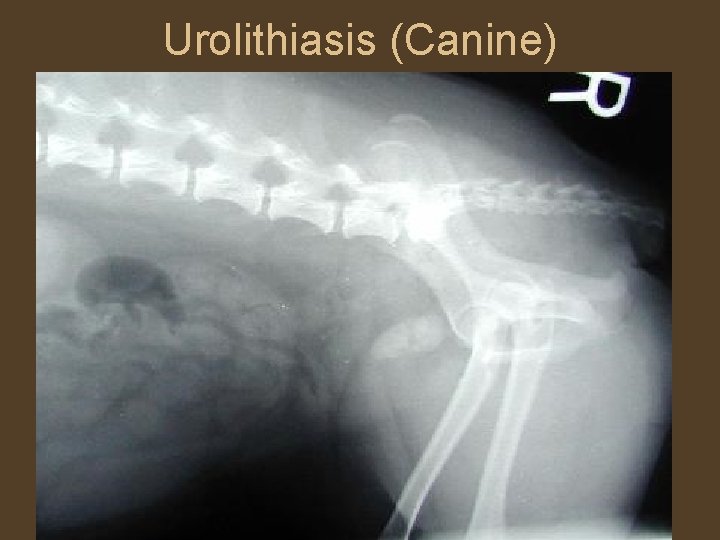 Urolithiasis (Canine) 