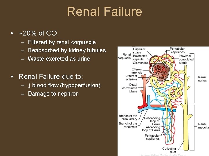 Renal Failure • ~20% of CO – Filtered by renal corpuscle – Reabsorbed by