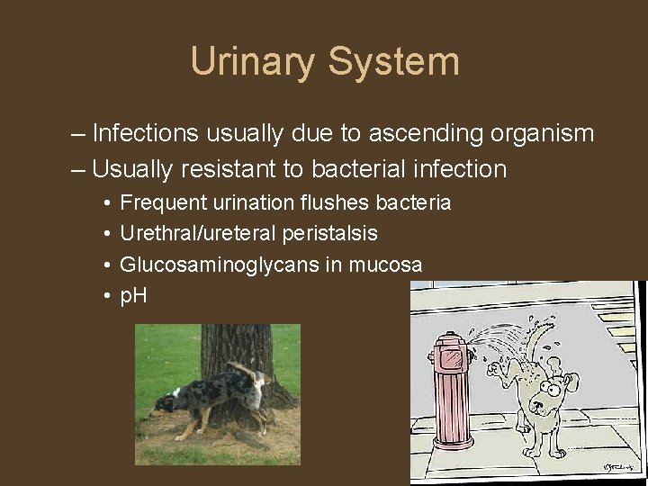 Urinary System – Infections usually due to ascending organism – Usually resistant to bacterial