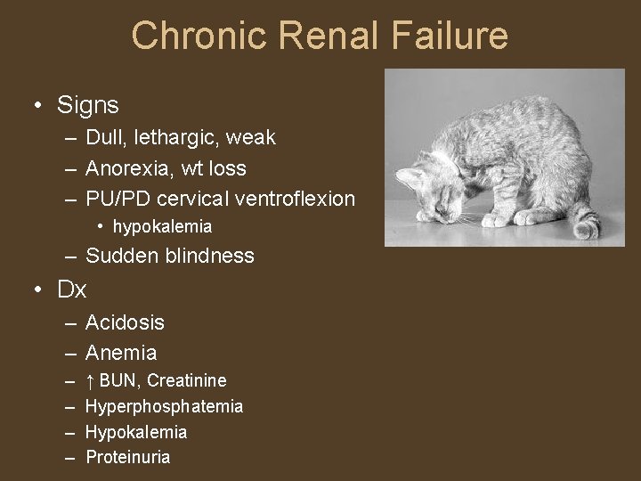 Chronic Renal Failure • Signs – Dull, lethargic, weak – Anorexia, wt loss –