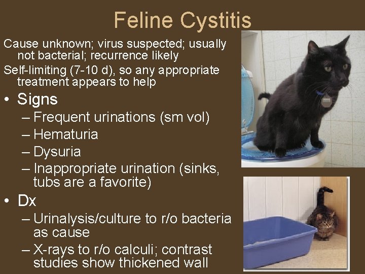 Feline Cystitis Cause unknown; virus suspected; usually not bacterial; recurrence likely Self-limiting (7 -10