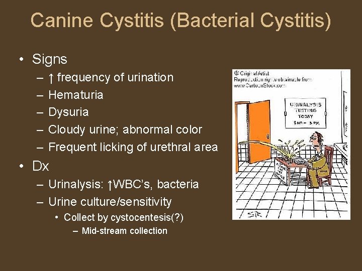 Canine Cystitis (Bacterial Cystitis) • Signs – – – ↑ frequency of urination Hematuria