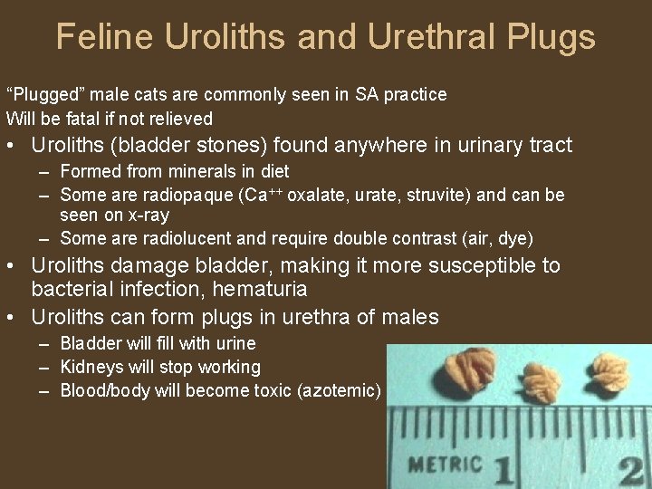 Feline Uroliths and Urethral Plugs “Plugged” male cats are commonly seen in SA practice