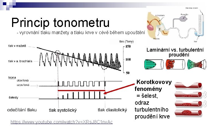 Princip tonometru - vyrovnání tlaku manžety a tlaku krve v cévě během upouštění Laminární