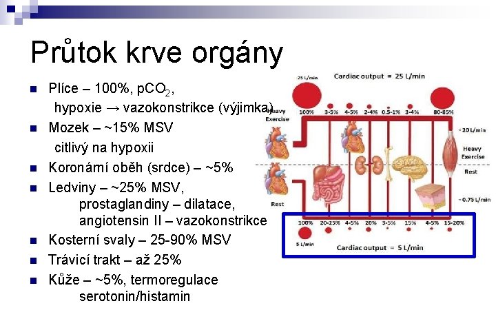 Průtok krve orgány n n n n Plíce – 100%, p. CO 2, hypoxie