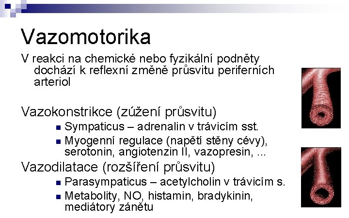 Vazomotorika V reakci na chemické nebo fyzikální podněty dochází k reflexní změně průsvitu periferních