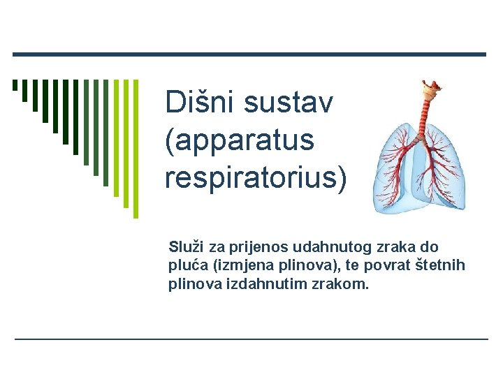 Dišni sustav (apparatus respiratorius) Služi za prijenos udahnutog zraka do pluća (izmjena plinova), te