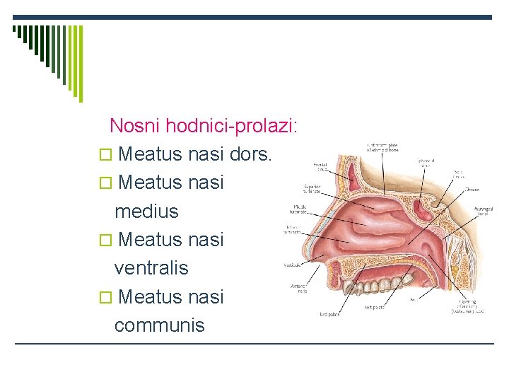 Nosni hodnici-prolazi: o Meatus nasi dors. o Meatus nasi medius o Meatus nasi ventralis