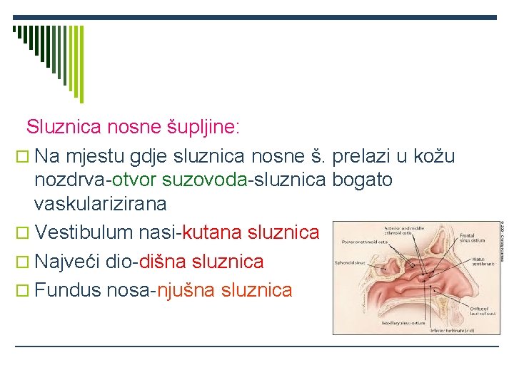 Sluznica nosne šupljine: o Na mjestu gdje sluznica nosne š. prelazi u kožu nozdrva-otvor