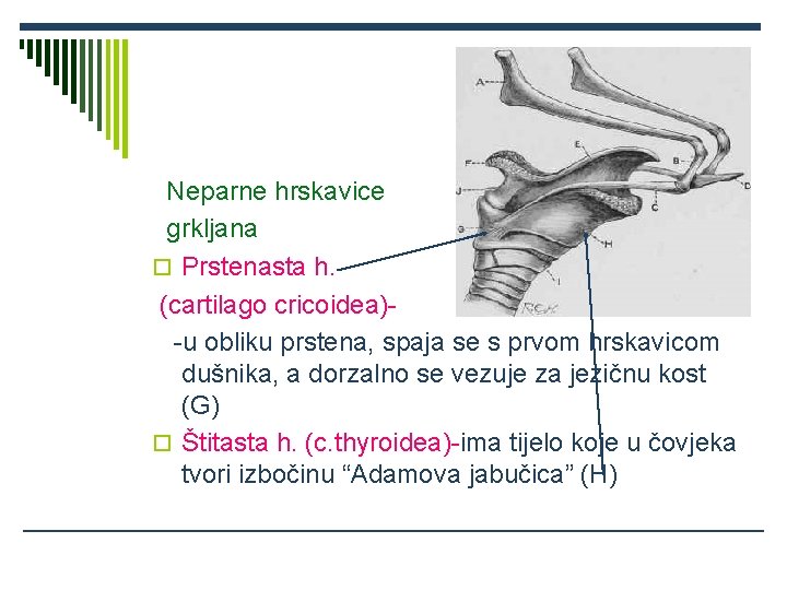 Neparne hrskavice grkljana o Prstenasta h. (cartilago cricoidea)-u obliku prstena, spaja se s prvom