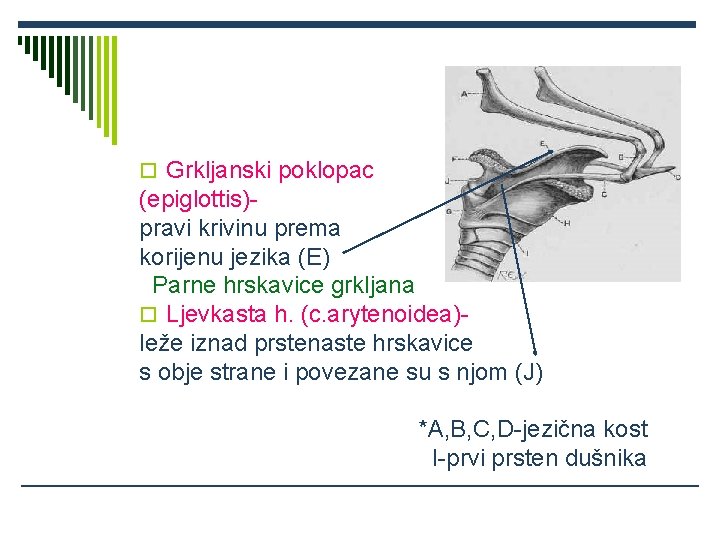 o Grkljanski poklopac (epiglottis)pravi krivinu prema korijenu jezika (E) Parne hrskavice grkljana o Ljevkasta