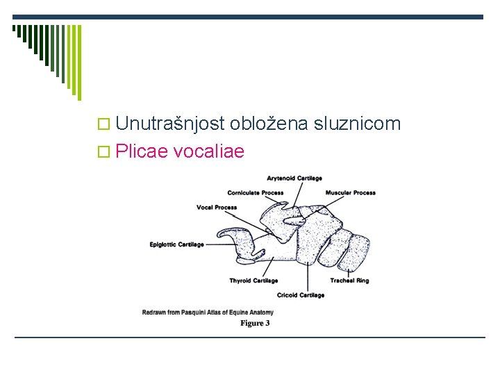 o Unutrašnjost obložena sluznicom o Plicae vocaliae 