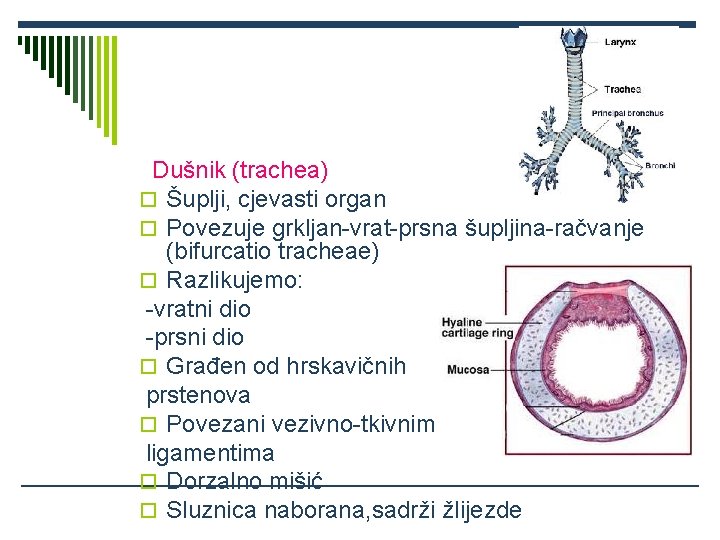 Dušnik (trachea) o Šuplji, cjevasti organ o Povezuje grkljan-vrat-prsna šupljina-račvanje (bifurcatio tracheae) o Razlikujemo: