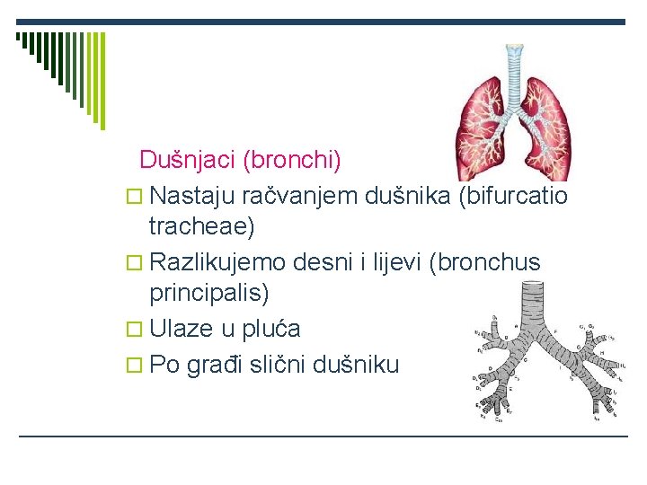 Dušnjaci (bronchi) o Nastaju račvanjem dušnika (bifurcatio tracheae) o Razlikujemo desni i lijevi (bronchus