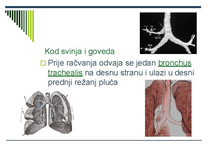 Kod svinja i goveda o Prije račvanja odvaja se jedan bronchus trachealis na desnu