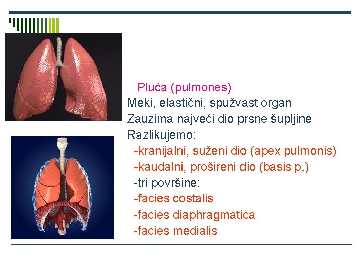 Pluća (pulmones) Meki, elastični, spužvast organ Zauzima najveći dio prsne šupljine Razlikujemo: -kranijalni, suženi