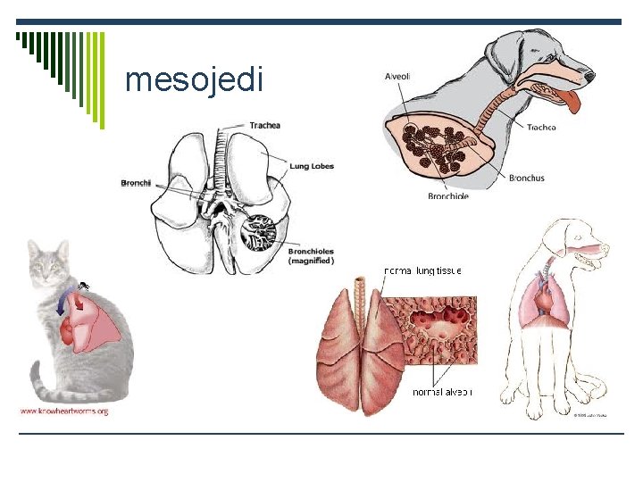 mesojedi 